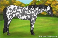 Horse Color:White Spotted Blue Roan Near Leopard 
