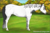Horse Color:Blue Roan Splash Tobiano Frame Snowcap