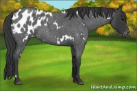 Horse Color:White Spotted Blue Roan Blanket 