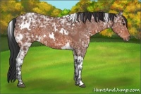 Horse Color:White Spotted Bay Ice