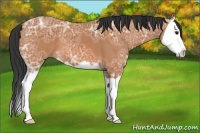 Horse Color:Bay Ice Splash 