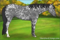Horse Color:Black Ice 