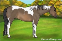 Horse Color:Brown Dun Tobiano 