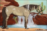 Horse Color:White Spotted Liver Red Dun