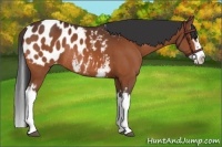 Horse Color:White Spotted Bay Splash Appaloosa Rabicano 