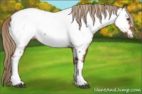 Horse Color:Chestnut Appaloosa