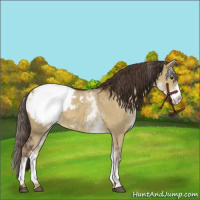 Horse Color:White Spotted Liver Red Dun Appaloosa 