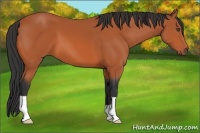 Horse Color:Bay 