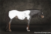 Horse Color:Liver Red Roan Sabino Appaloosa