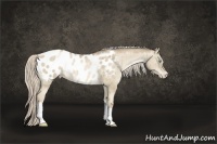 Horse Color:Chocolate Palomino Pearl Dun Appaloosa