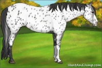 Horse Color:Black Appaloosa