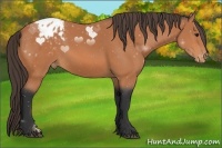 Horse Color:Bay Appaloosa