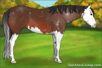 Horse Color:Bay Splash 