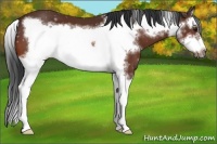 Horse Color:Bay Splash Frame 