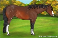 Horse Color:Bay 