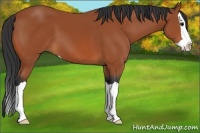 Horse Color:Bay Splash 
