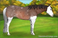 Horse Color:Bay Splash Appaloosa