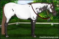 Horse Color:Liver Chestnut Sabino Near Fewspot