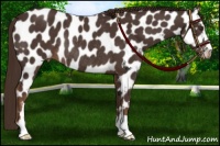 Horse Color:Liver Chestnut Sabino Near Leopard Rabicano 