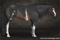 Horse Color:White Spotted Brown Sabino Rabicano