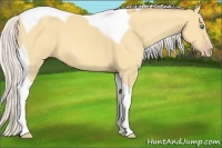 Horse Color:Silver Amber Cream Champagne Dun Tobiano