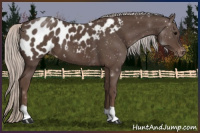 Horse Color:Silver Black Appaloosa 