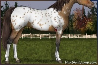 Horse Color:Bay Dun Appaloosa 