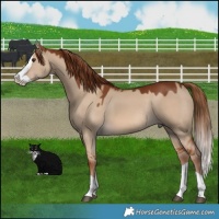 Horse Color:Red Dun Splash Rabicano 