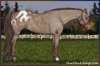 Horse Color:Liver Red Dun Appaloosa Rabicano 