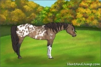 Horse Color:Brown Dun Appaloosa 