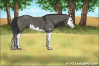 Horse Color:Grullo Splash 