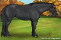 Horse Color:Black 