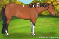 Horse Color:Bay Tobiano 