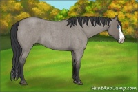 Horse Color:Grullo Roan Splash