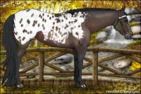 Horse Color:Brown Appaloosa