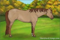 Horse Color:Red Dun Roan 