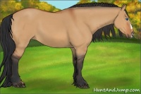 Horse Color:Bay Dun Splash Frame 