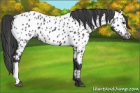 Horse Color:Black Appaloosa