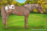 Horse Color:Chestnut Appaloosa 