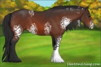 Horse Color:White Spotted Bay 