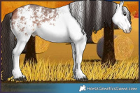 Horse Color:White Spotted Bay 