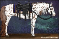 Horse Color:Chestnut Appaloosa 