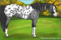 Horse Color:Blue Roan Sabino Splash Appaloosa
