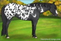 Horse Color:Blue Roan Appaloosa 
