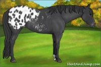 Horse Color:Blue Roan Appaloosa 