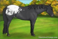 Horse Color:Blue Roan Snowcap 