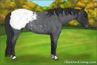 Horse Color:Blue Roan Appaloosa 