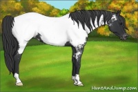 Horse Color:Blue Roan Near Fewspot 