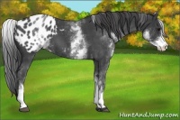 Horse Color:White Spotted Blue Roan Appaloosa