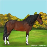 Horse Color:Brown Tobiano